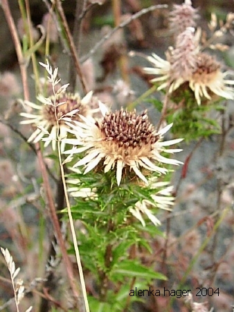 carlina vulgaris.jpg